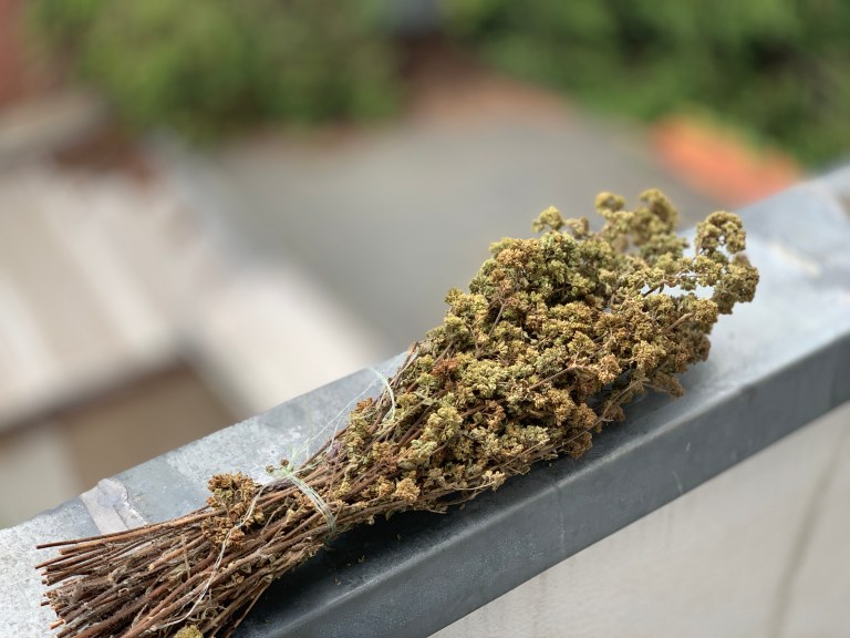 Wilder Oregano aus Kreta